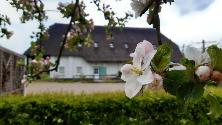 appelbloesem bij het Pakhuis